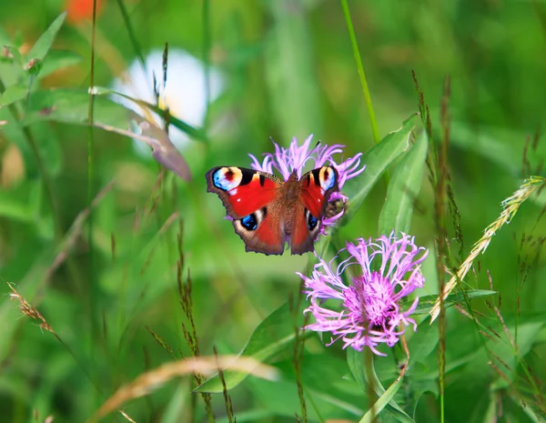 Borboleta de pavão — Fotografia de Stock