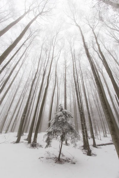 Paisajes invernales en el bosque — Foto de Stock
