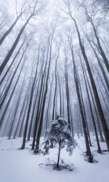 Paisajes invernales en el bosque — Foto de Stock