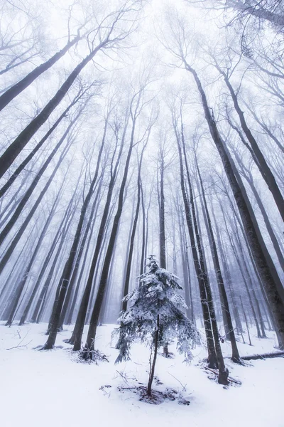 Cenário de inverno na floresta — Fotografia de Stock