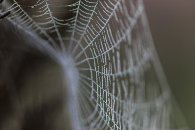 su damlaları içinde örümcek ağı kapsamında