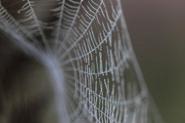su damlaları içinde örümcek ağı kapsamında