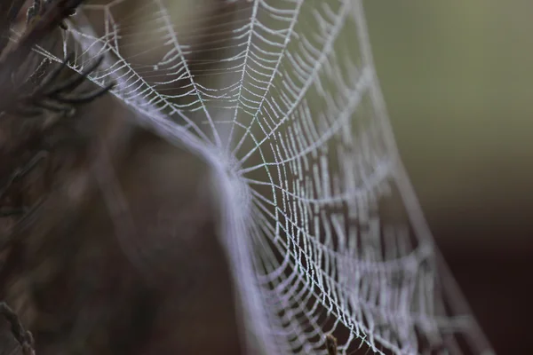 Su damlaları içinde örümcek ağı kapsamında — Stok fotoğraf