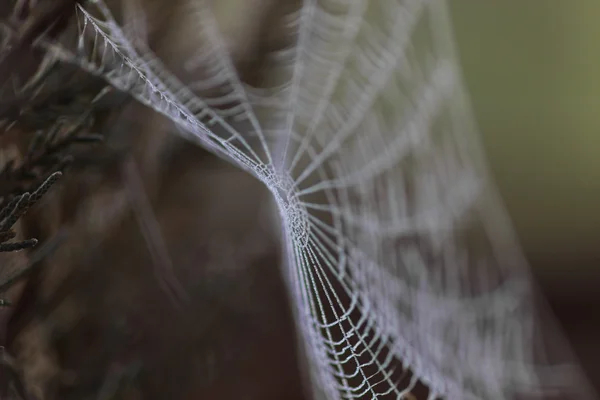 Spinnennetz mit Wassertropfen bedeckt — Stockfoto