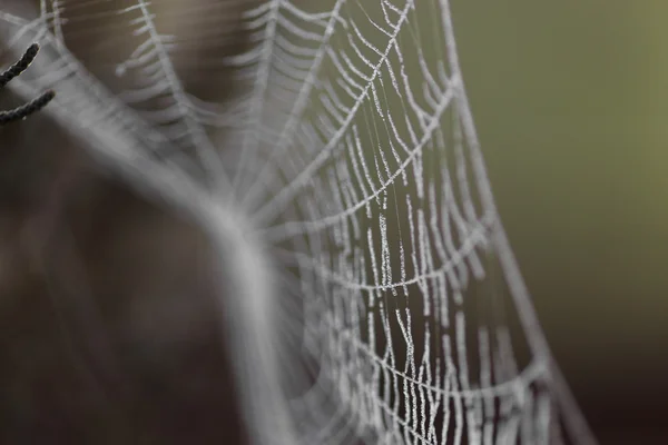 Spinnennetz mit Wassertropfen bedeckt — Stockfoto