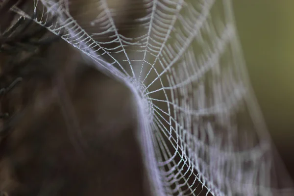 Spinnennetz mit Wassertropfen bedeckt — Stockfoto