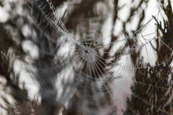 Spider web covered in water droplets — Stock Photo, Image