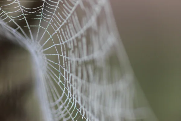 Teia de aranha coberta de gotas de água — Fotografia de Stock