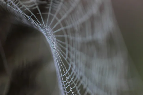 Spinnennetz mit Wassertropfen bedeckt — Stockfoto