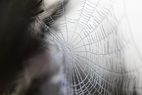 Red de araña cubierta de gotas de agua —  Fotos de Stock