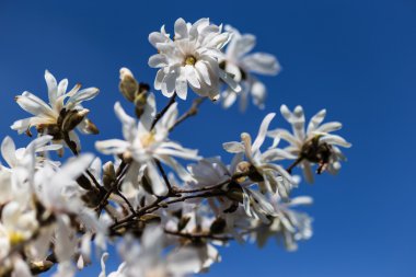 Manolya baharda çiçek açar.