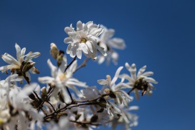 Manolya baharda çiçek açar.