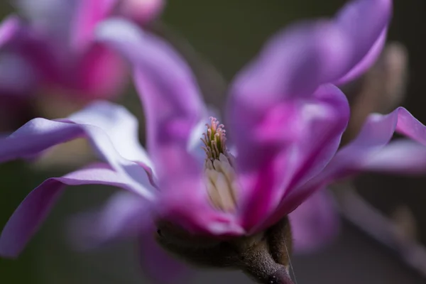 Magnolia kwitnie wiosną — Zdjęcie stockowe