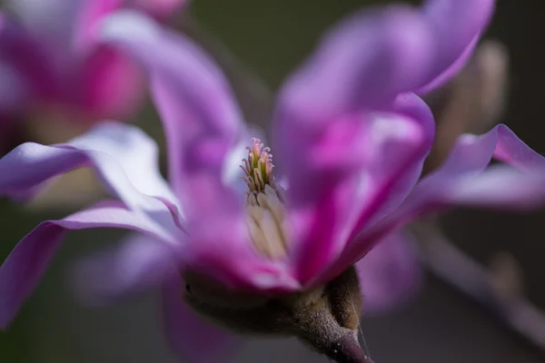 春天里的玉兰花 — 图库照片