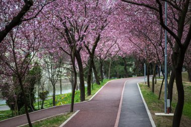 Manolya baharda çiçek açar.