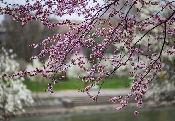 Flores de magnólia na primavera — Fotografia de Stock