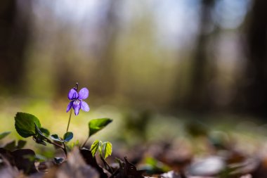 Bahar güneşli bir günde, kır çiçekleri