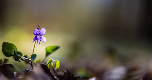 Wilde bloemen op een zonnige dag, in het voorjaar van — Stockfoto