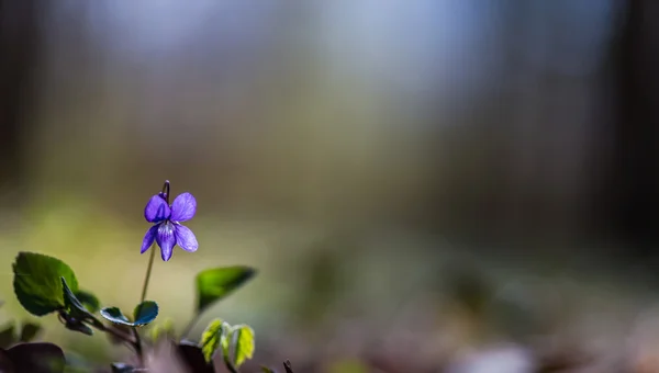 Wilde bloemen op een zonnige dag, in het voorjaar van — Stockfoto