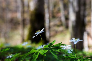Ormanda yabani çiçekler