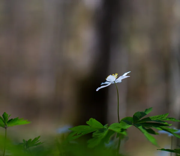 Wilde bloemen in het bos — Stockfoto