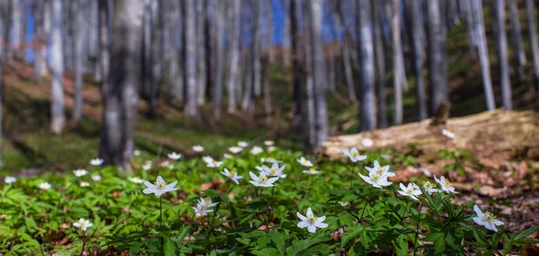 Flores silvestres en el bosque — Foto de Stock