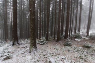 Ormanda kış manzarası