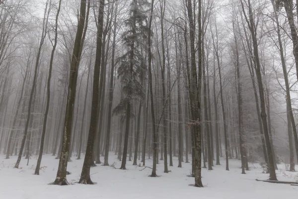 Paisajes invernales en el bosque — Foto de Stock