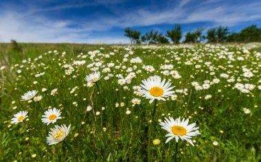 Wild daisies in a country meadow clipart