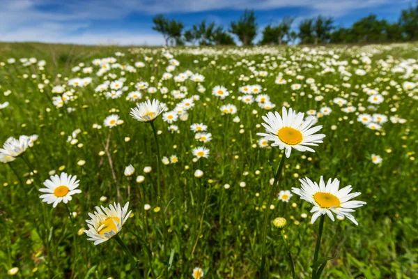 Wild daisies in a country meadow — Stock Photo, Image