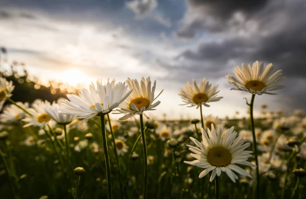 Wild daisies in a country meadow — Stock Photo, Image