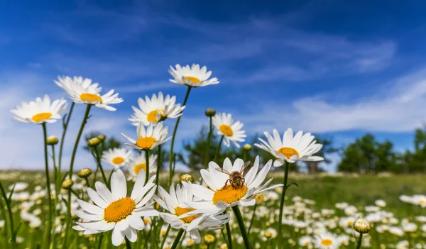 Wild daisies in a country meadow — Stock Photo, Image