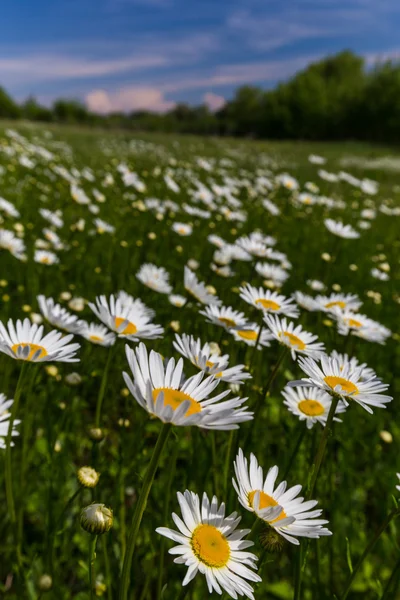 Wild daisies in a country meadow — Stock Photo, Image