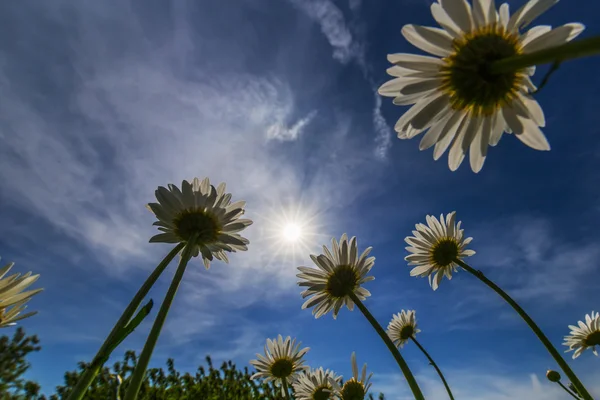 Wild daisies in a country meadow — Stock Photo, Image