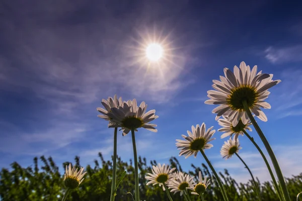 Wild daisies in a country meadow — Stock Photo, Image