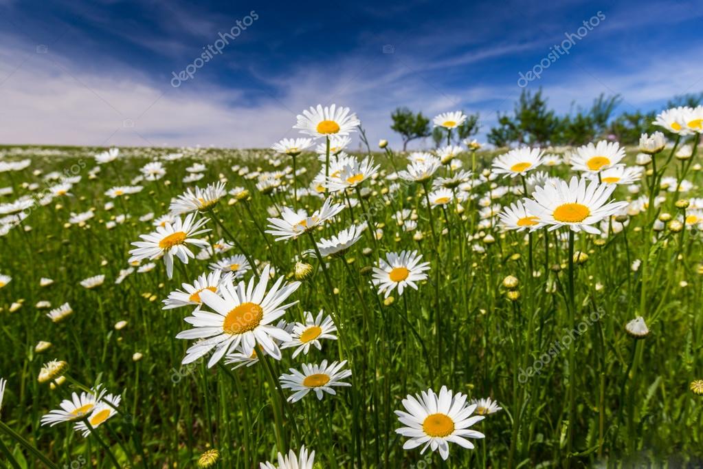 Wild daisies in a country meadow — Stock Photo © cta88 72643639