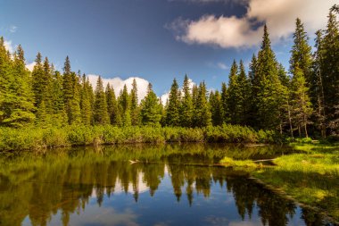 Güzel köknar ağaçları, el değmemiş buzullar, yazın Transilvanya Alplerinde kayalar ve bahar çiçekleri.