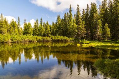 Güzel köknar ağaçları, el değmemiş buzullar, yazın Transilvanya Alplerinde kayalar ve bahar çiçekleri.