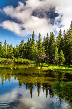 Güzel köknar ağaçları, el değmemiş buzullar, yazın Transilvanya Alplerinde kayalar ve bahar çiçekleri.
