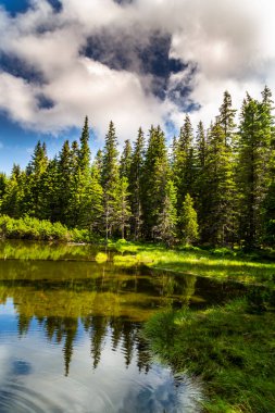 Güzel köknar ağaçları, el değmemiş buzullar, yazın Transilvanya Alplerinde kayalar ve bahar çiçekleri.