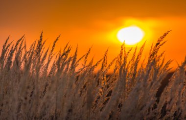 Yabani otlar sıcak akşam ışığı altında