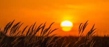 Yabani otlar sıcak akşam ışığı altında