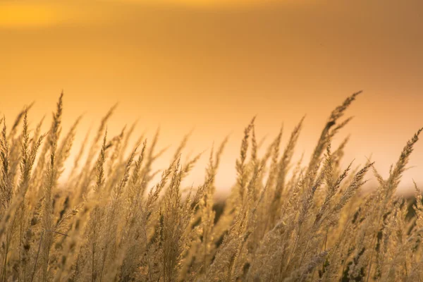 Vilda gräs under varmt kvällsljus — Stockfoto