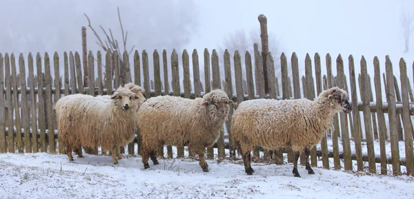 Flock of sheep in the mountains — Stock Photo, Image