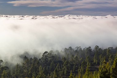 Yaz başında Teide Tenerife Ulusal Parkı 'nda güzel bir çam ağacı ormanı ve sis