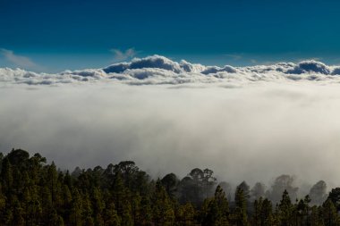 Yaz başında Teide Tenerife Ulusal Parkı 'nda güzel bir çam ağacı ormanı ve sis