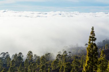 Yaz başında Teide Tenerife Ulusal Parkı 'nda güzel bir çam ağacı ormanı ve sis yükseliyor.