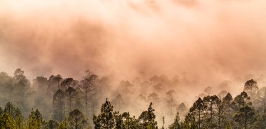 Yaz başında Teide Tenerife Ulusal Parkı 'nda güzel bir çam ağacı ormanı ve sis yükseliyor.