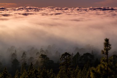 Yaz başında Teide Tenerife Ulusal Parkı 'nda güzel bir çam ağacı ormanı ve sis yükseliyor.
