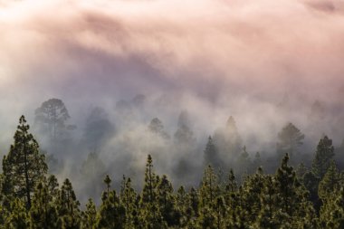 Yaz başında Teide Tenerife Ulusal Parkı 'nda güzel bir çam ağacı ormanı ve sis yükseliyor.